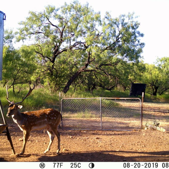 Texas Fallow Deer Trail Cam