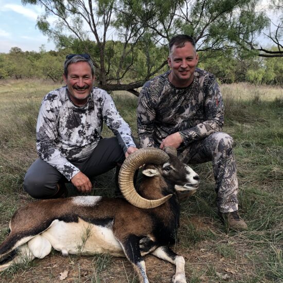 Mouflon Sheep Hunt in Texas